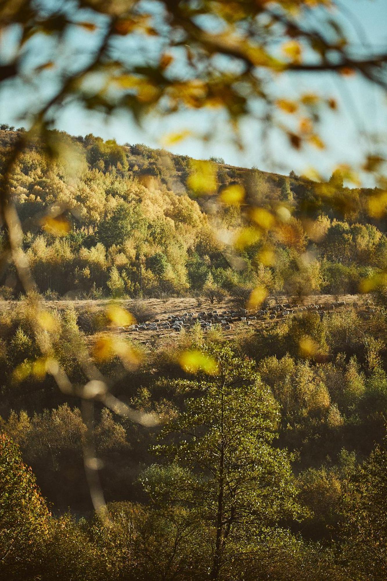 Scandinave Chalet Bran Zărneşti Eksteriør bilde